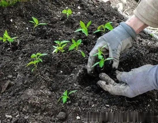 除非你属于这3种人! 否则不要赶早育苗辣椒、茄子等春茬蔬菜