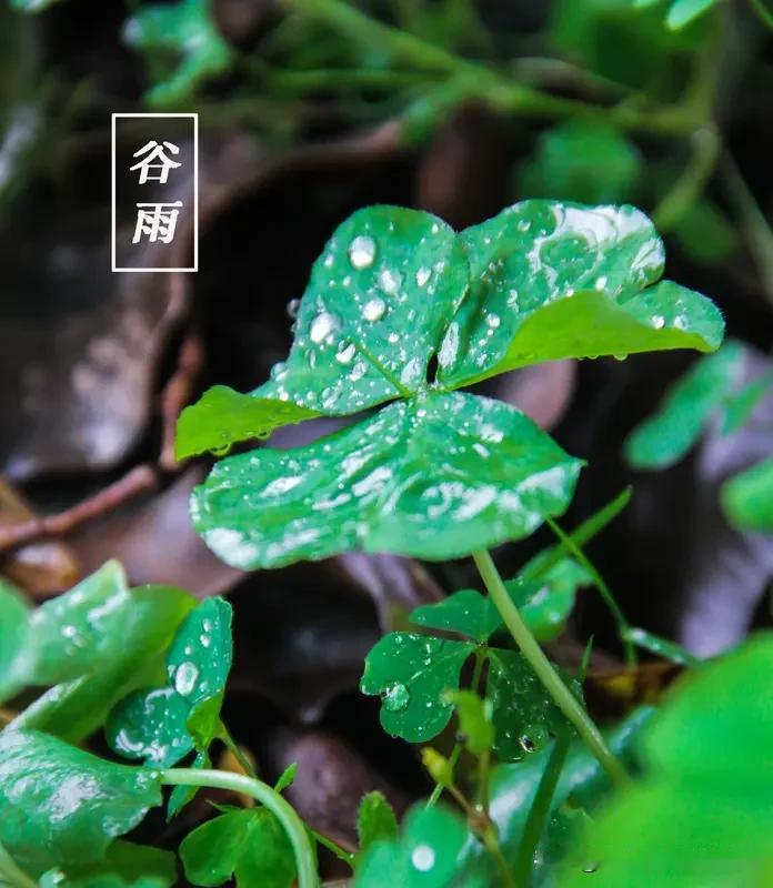 谷雨种黄瓜有诀窍✅种植密度：30公分左右一窝✅种子处理：可泡水8小时，