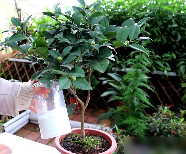 咱养花人最疼的就是眼看茶花刚长的花苞掉光！立秋后是茶花养苞的关键期，好多花友没注