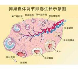 患了多囊卵巢综合症怎么办? 如何治疗?