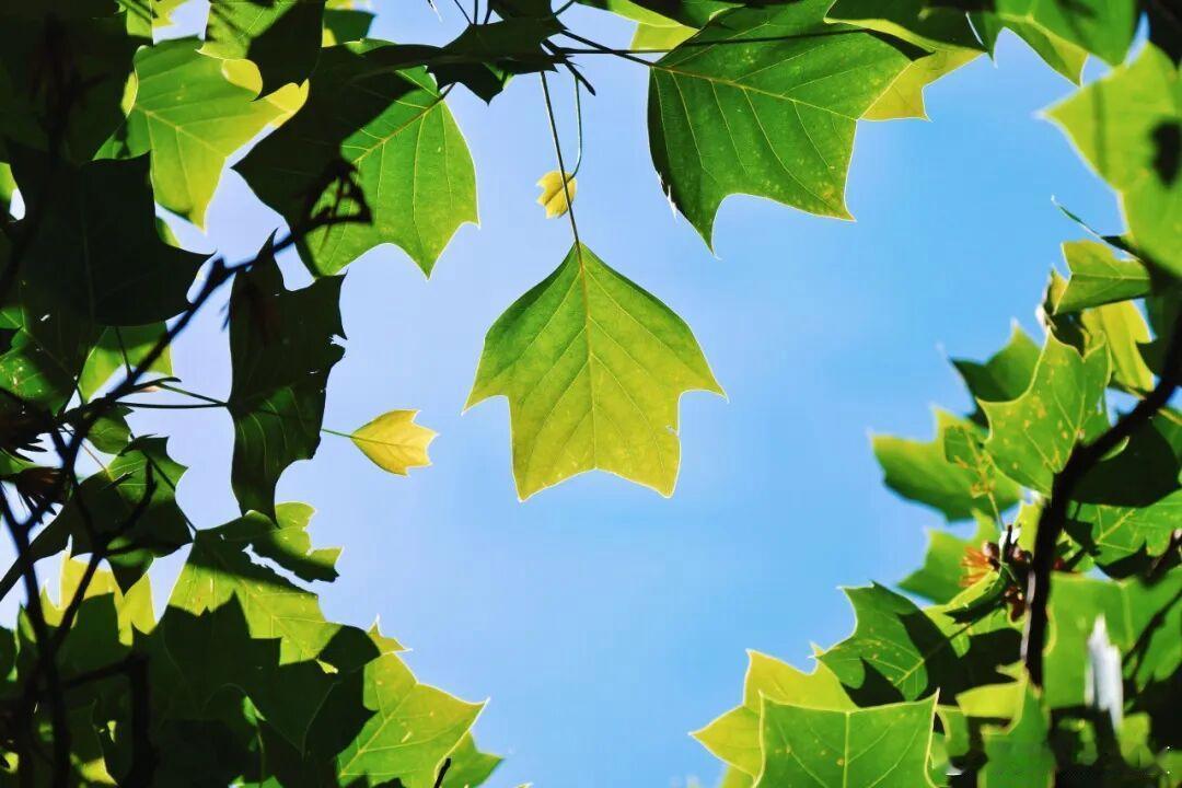 芳菲歇去何须恨，夏木阴阴正可人～寻美河南