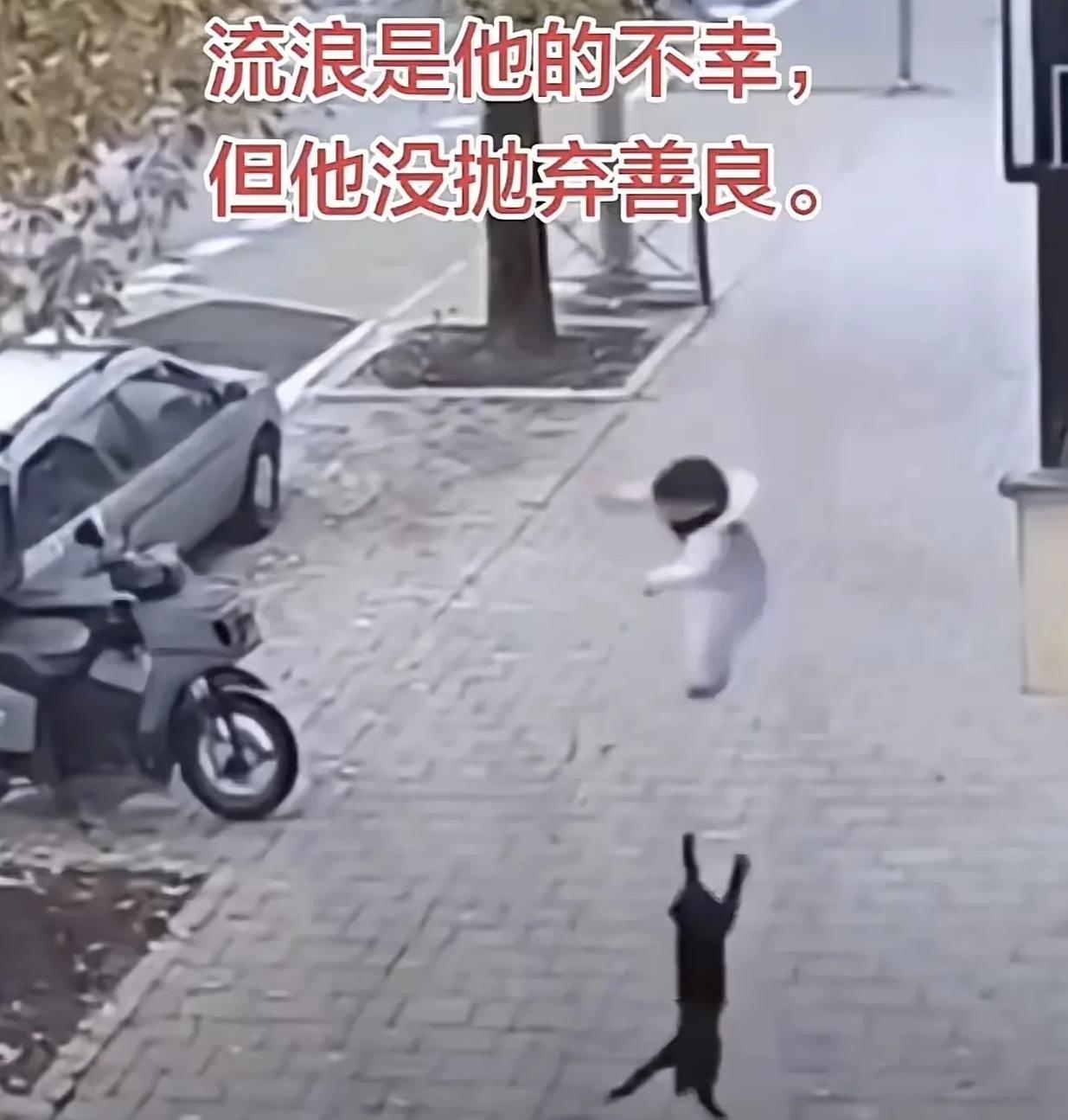 杭州一老小区里，小男孩从三楼窗台掉下来，千钧一发之际，楼下蹲着的流浪黑猫突然弓背