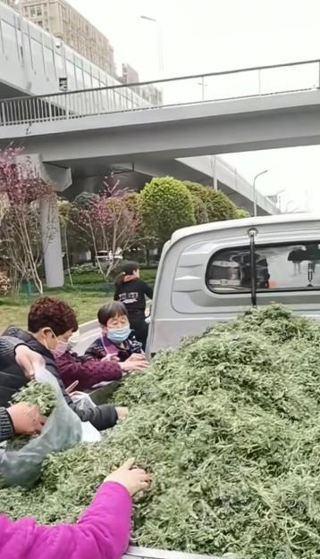 昨天去市里办点事儿你猜我看到啥了？路边有一车白蒿在售卖，一问才知道，说是从山区