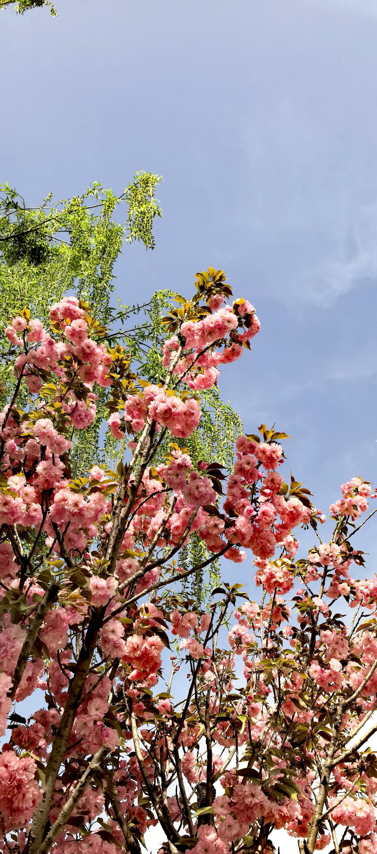 分享一张你拍的樱花照片。
