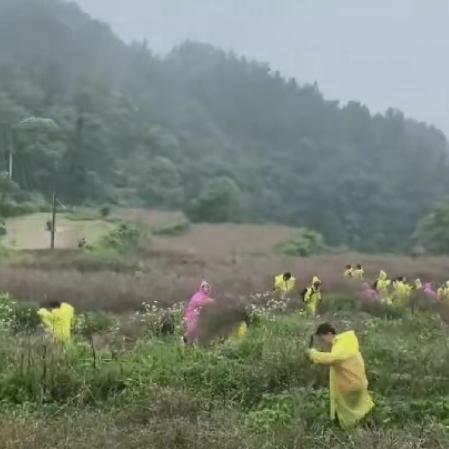 “泪目了！”贵州凯里，大雨快要来临，一村民看着30亩油菜直发愁，现在一个人根本收