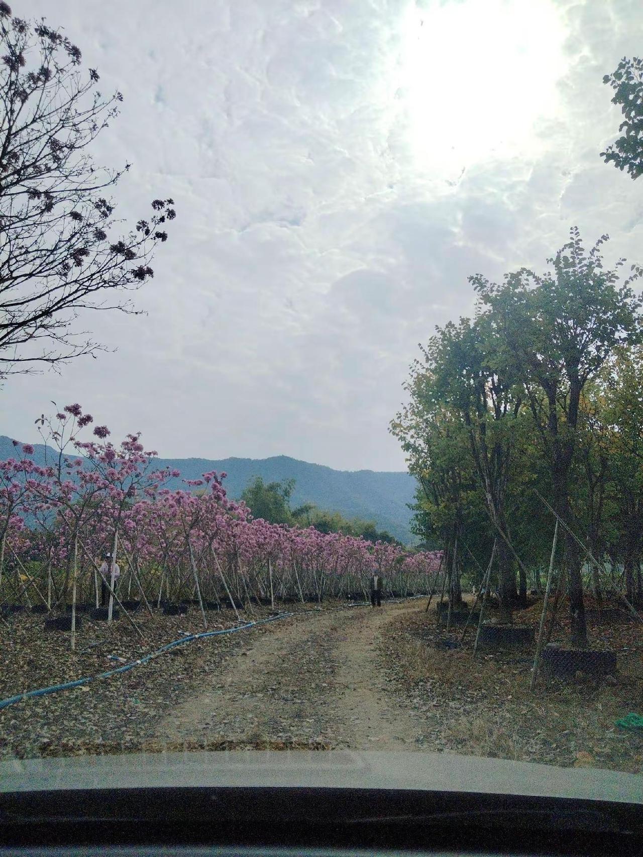 生活总有不如意，来个微笑，不辜负今天的阳光。