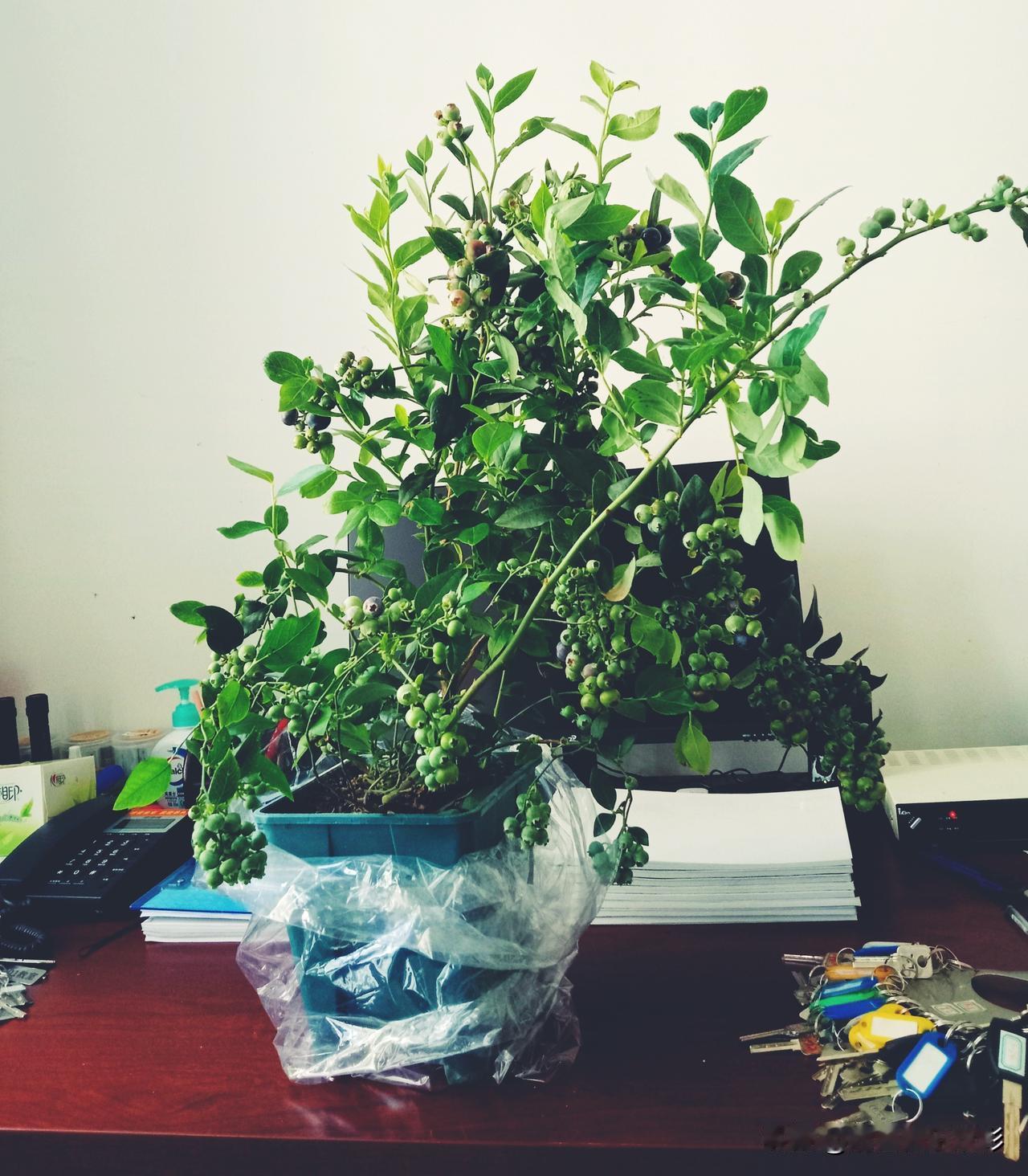 刚买了一棵蓝莓，正长果子，有没有养过蓝莓的，这玩意儿咋浇水，浇什么水