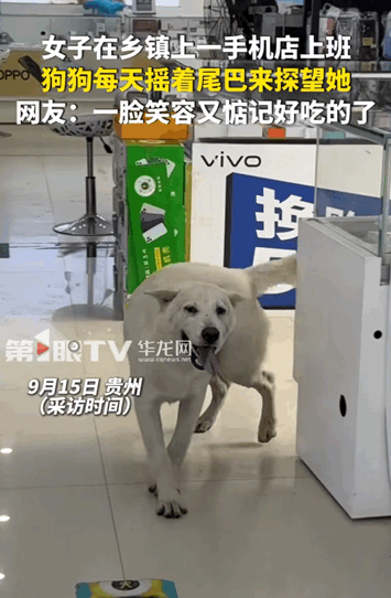 万物皆有灵性！贵州，女子上班路上偶遇一只狗狗，然后它就一直偷偷的跟着女子来到了上