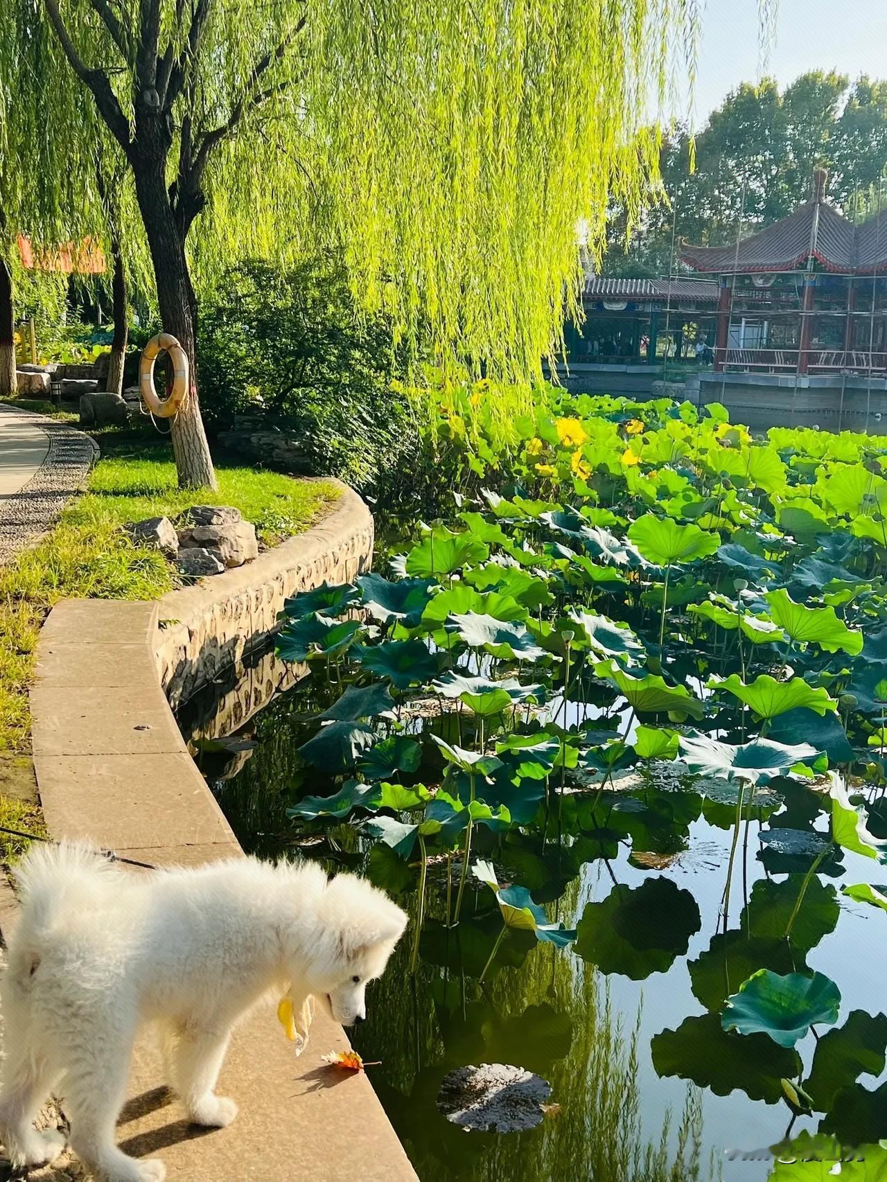 这种人一辈子都会被瞧不起！邻居周围有看上了邻居李叔家拆羊圈卸下来的两块彩钢瓦