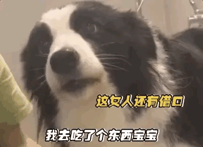 狗狗爱憎分明，一边口吐莲花骂主人，一边亲了一下给它洗澡的妹子，生怕妹子害怕。狗