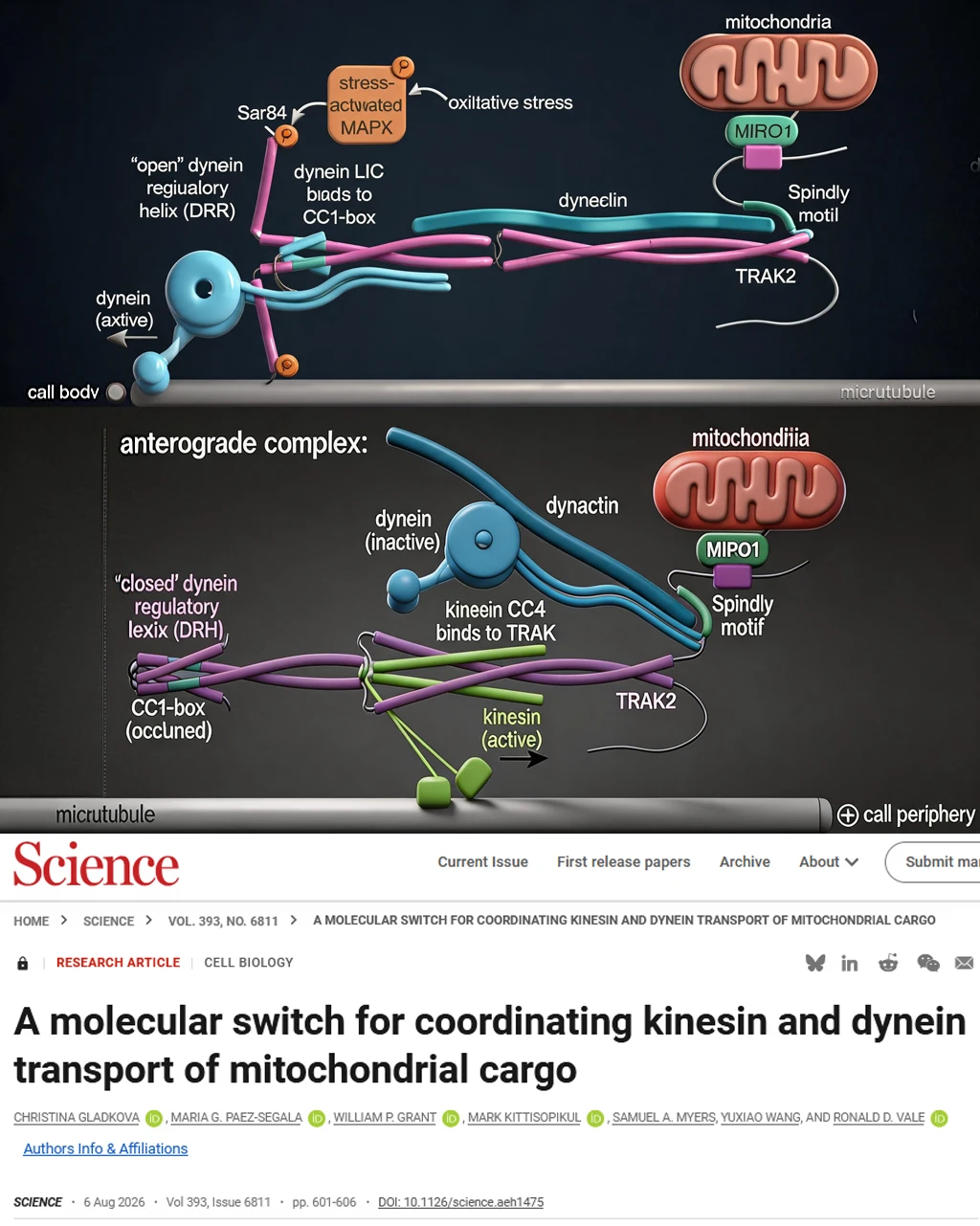 Science重磅-线粒体定向运输机密解开了