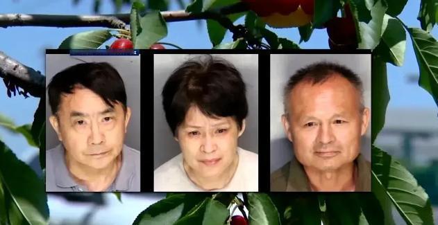 真的是丢人丢到家了！三个在美华人为了贪小便宜，偷摘了2000美元的樱桃，被美国警