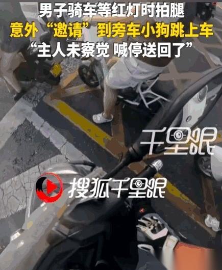 卧槽，等个红灯的功夫，我腿上突然多了一条狗？！就昨天，郑州热得跟蒸笼一样。红