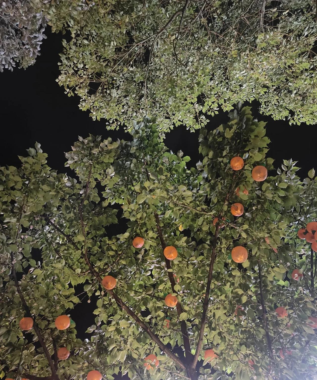 小孩哥这爱操心的命啊，长大了可怎么办啊。得知接下来是姐姐的考试周，周六小孩哥就