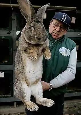 也算澳大利亚的兔子命好，生在了一个好地方，据说繁衍了100多亿只，当地人没人敢吃