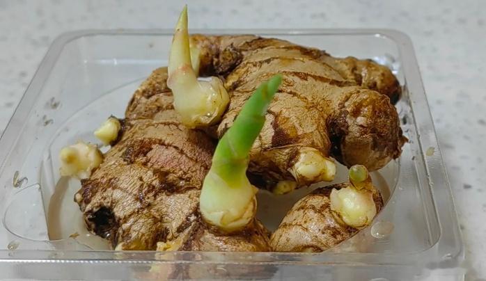 蔬菜发芽能吃吗？昨晚直播时，有粉丝问，生姜发芽了，能吃吗？洋葱发芽了，能吃吗？我