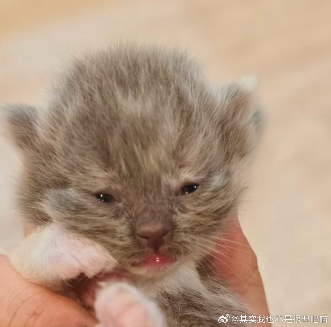 50150【丑猫】豹猫都很美萌剩下你来咋长这样