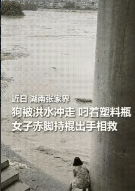 湖南张家界，一女子在洪水中救助被冲走的流浪狗。视频中，这条流浪狗被洪水冲走