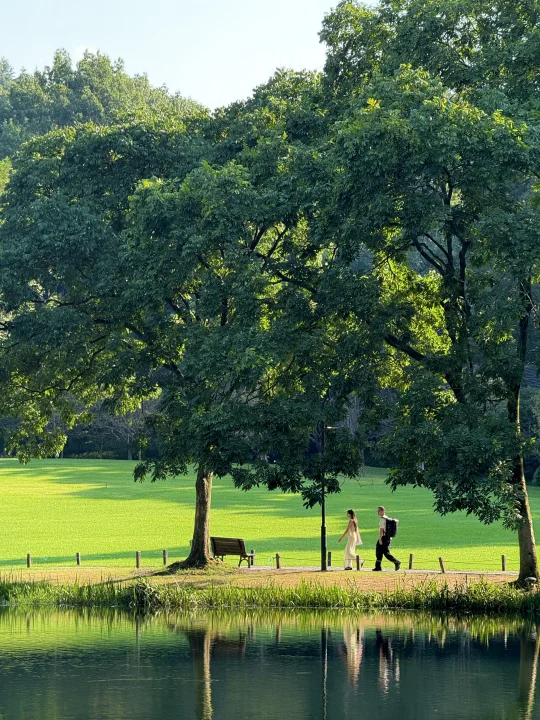 太子湾live💚总会一次又一次爱上西湖的夏天
