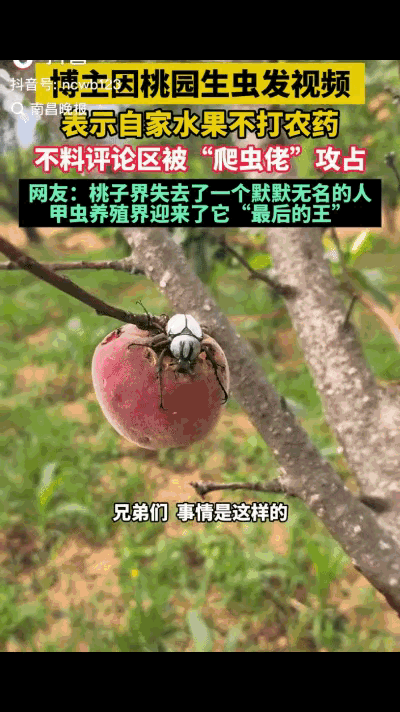 万万没想到！云南昆明一位桃农家的桃子还没到采摘期，就被成群的甲虫啃得坑坑洼洼。他