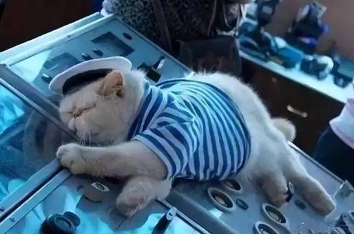 航母上为什么养猫？是不是为了抓老鼠？其实不是，现在航母上的猫早已不只是为了捉老鼠