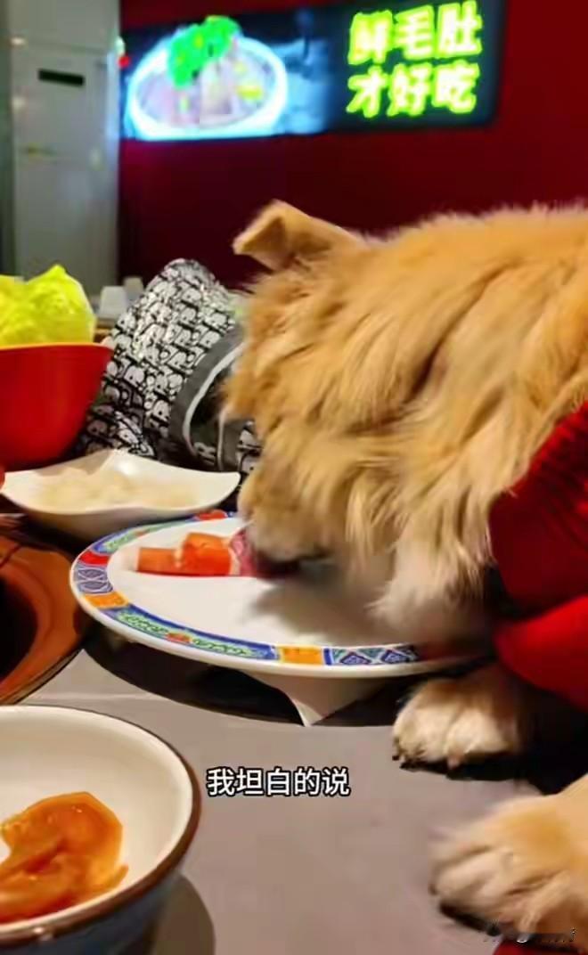 女子带狗去公共餐厅，让“大黄”直接上桌吃涮肉！自私到极致，这能是人干的事吗？