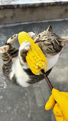 老铁们快看！主人煮完苞米，拿筷子串着就喂猫，瞬间把这帮猫馋得直蹦跶！一只狸