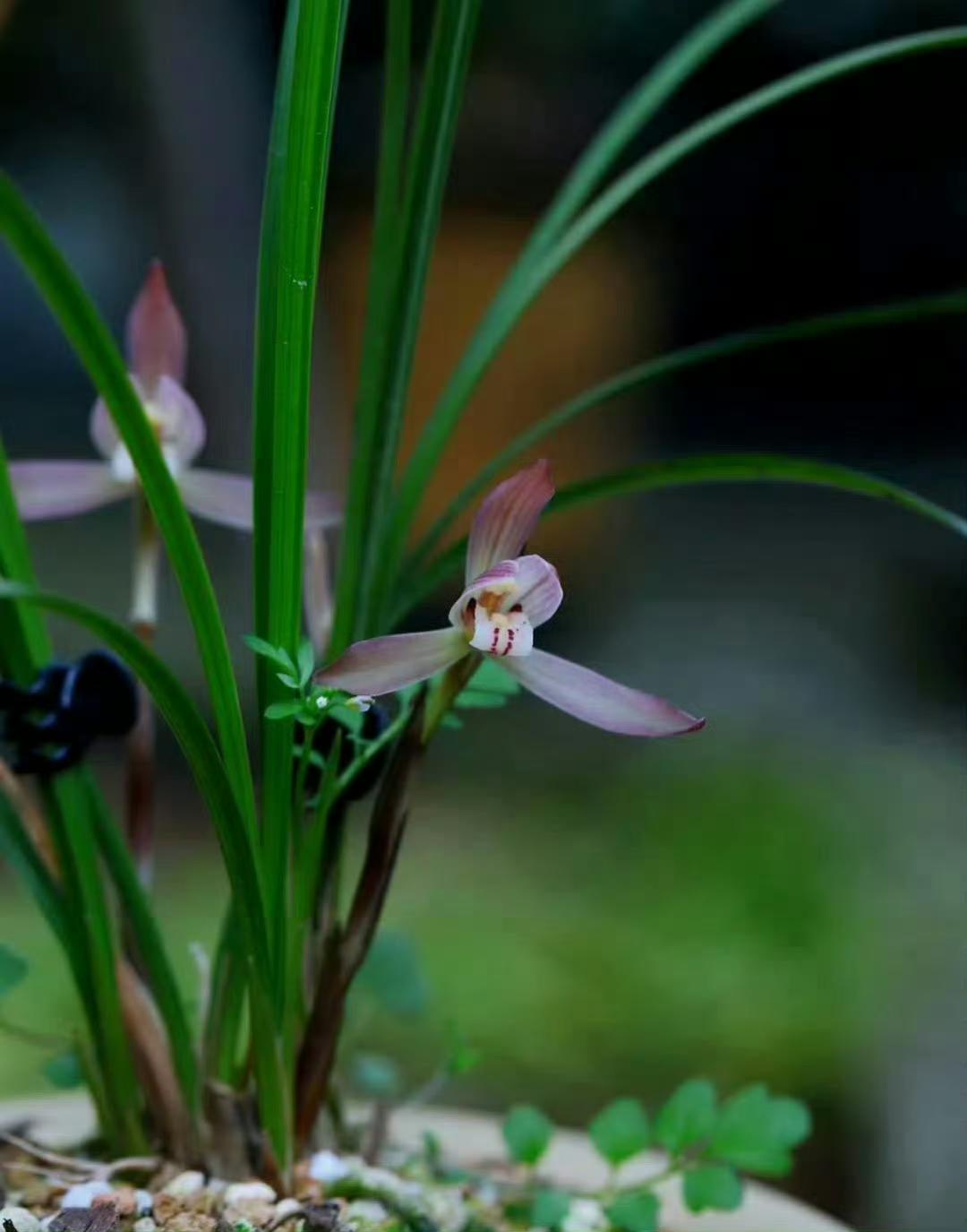 兰香熏梦醒…”​​​​幽兰生前庭，含熏待清风——陶渊明《饮酒·十七》