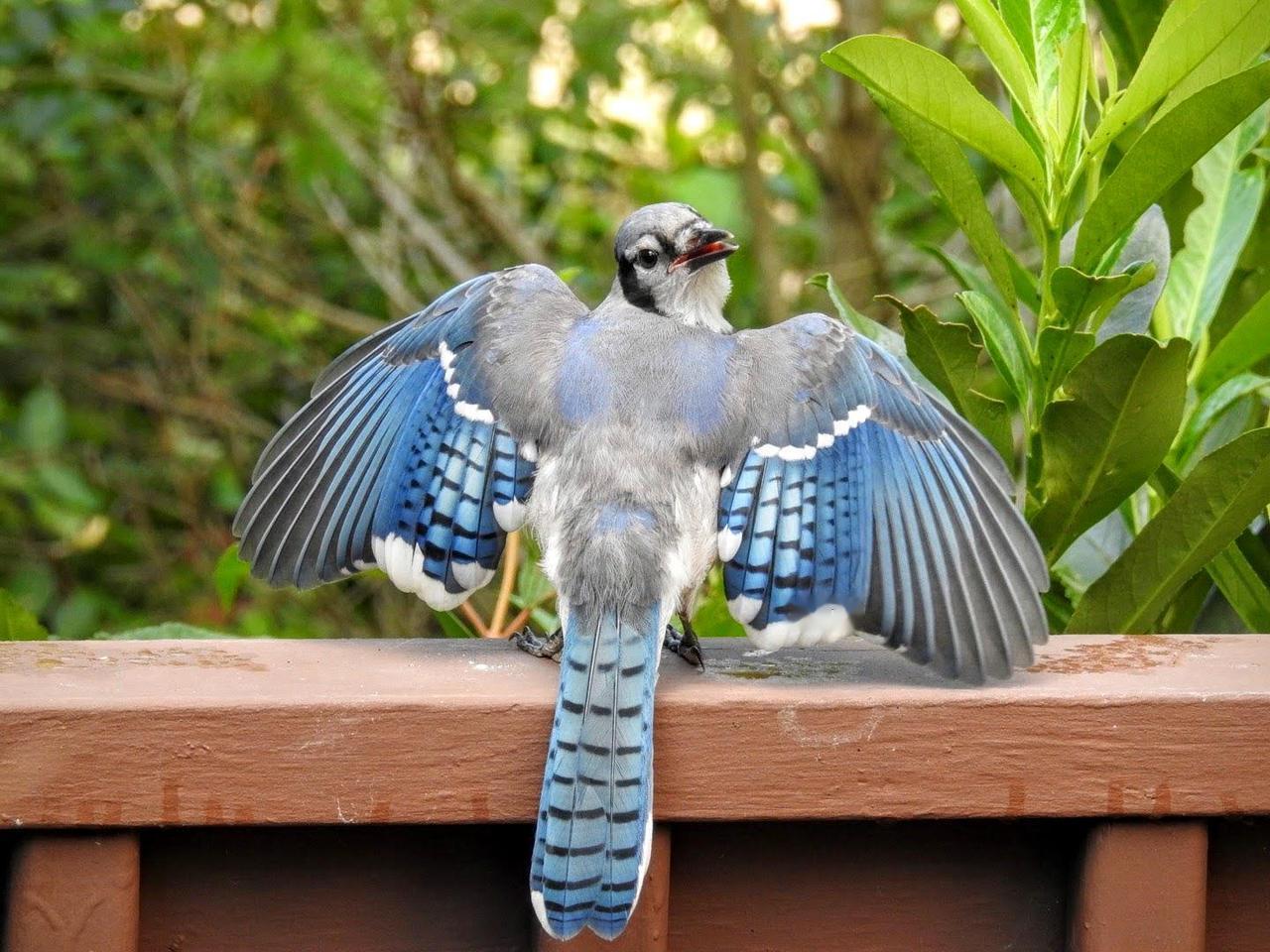 蓝松鸦展示着美丽的翅膀和尾羽，这种鸟类以鲜艳的蓝色羽毛、黑色面罩和白色翼斑为特征