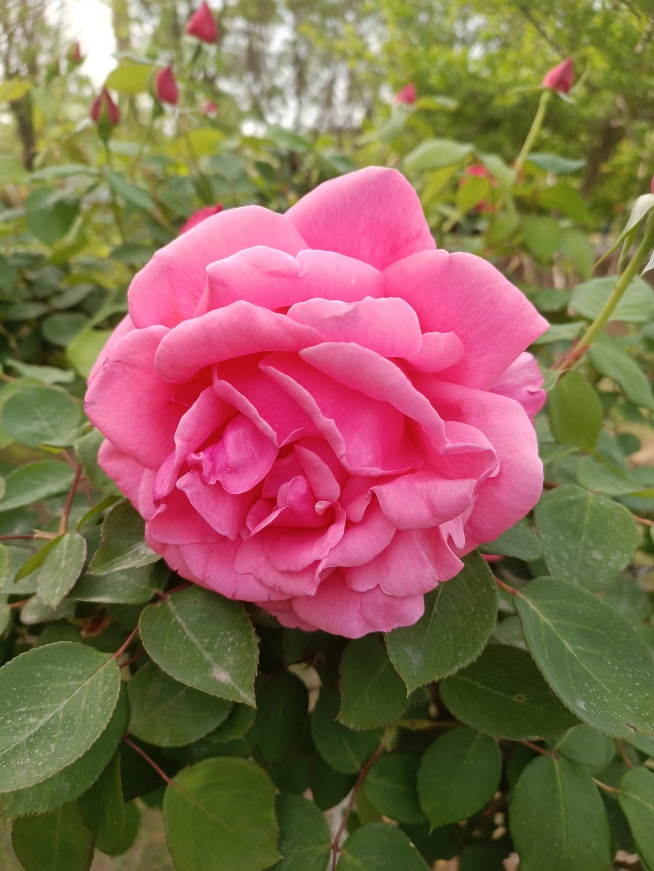 随手拍的月季花，开得又大又红又温柔，层层花瓣裹着春日的浪漫。不用刻意构图，随手