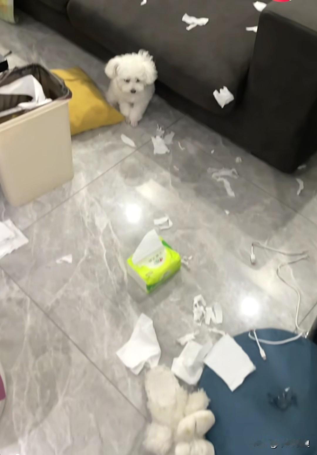 主人刚踏进家门，就看见满地都是被撕得碎烂的纸巾，我都压根没打算开口骂它，这小家伙
