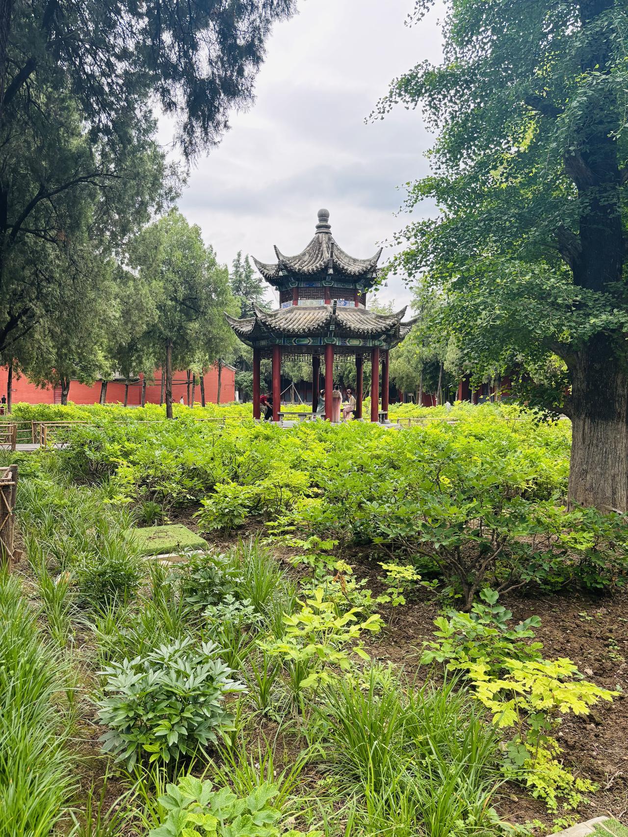 随手拍下初夏美景洛阳的风景和美女！