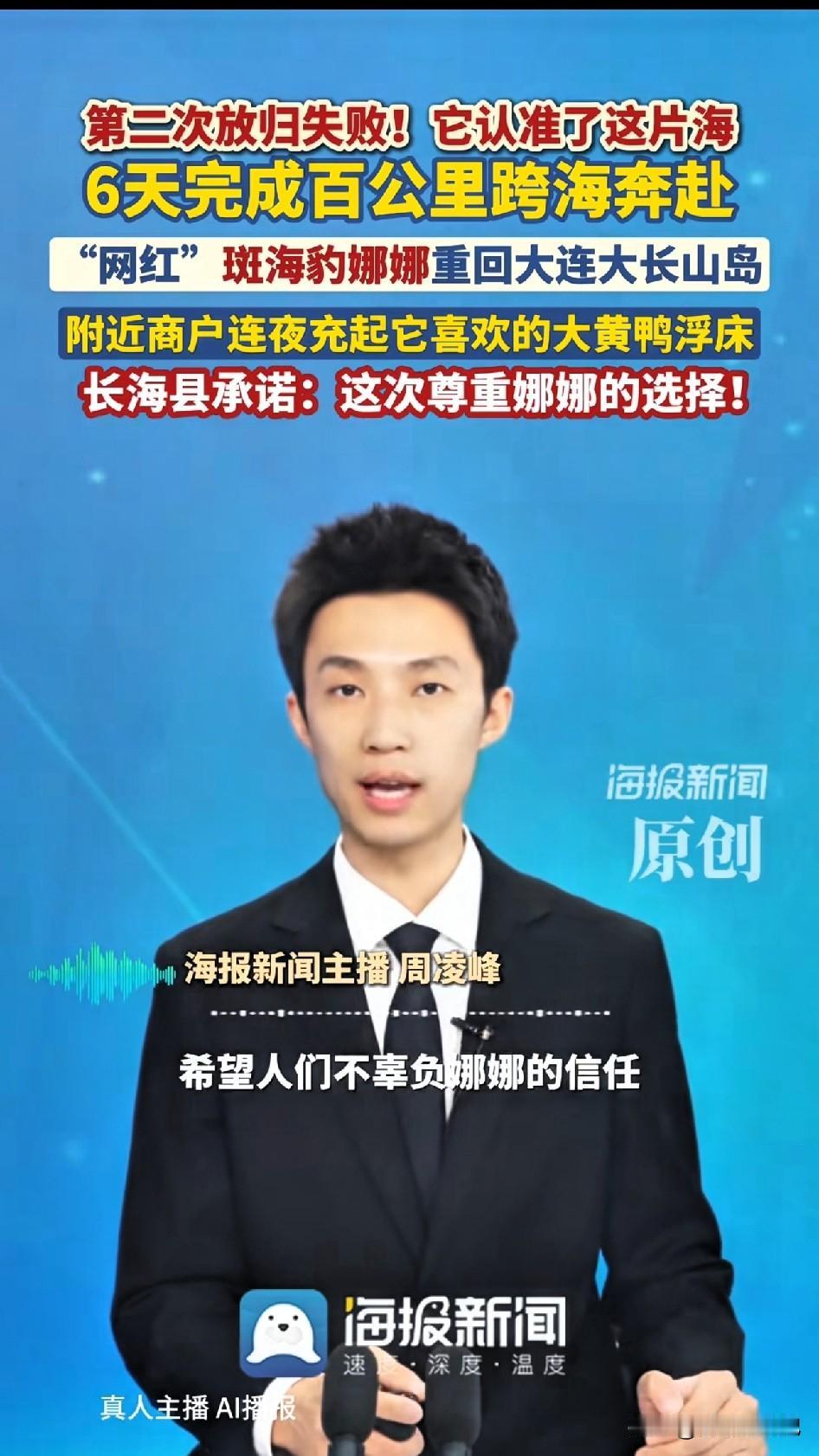 斑海豹娜娜真的太执着，第二次放归又失败了！被放归大海之后，它认准了大连大长