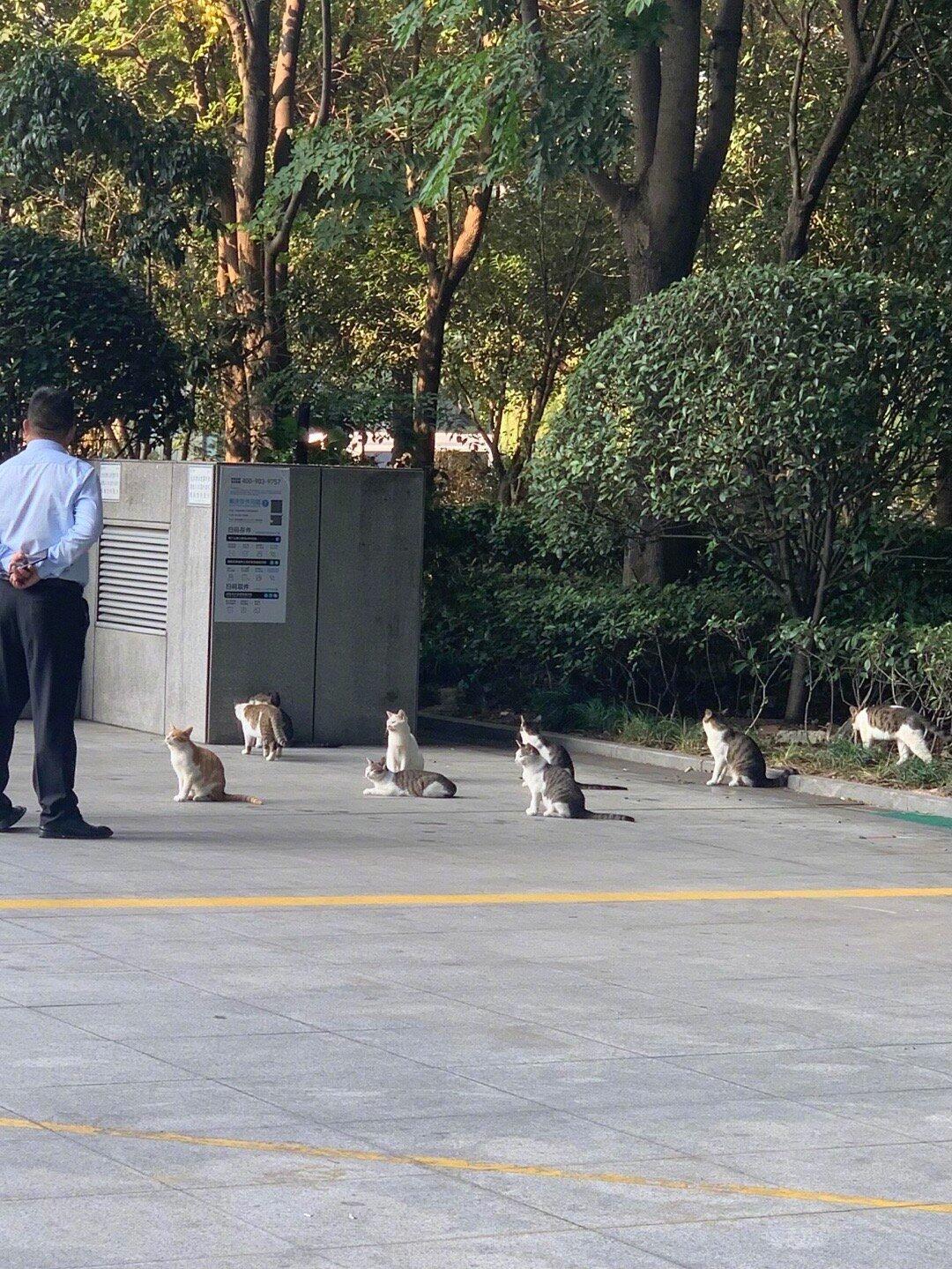 喵喵安保队也要开早会​​​