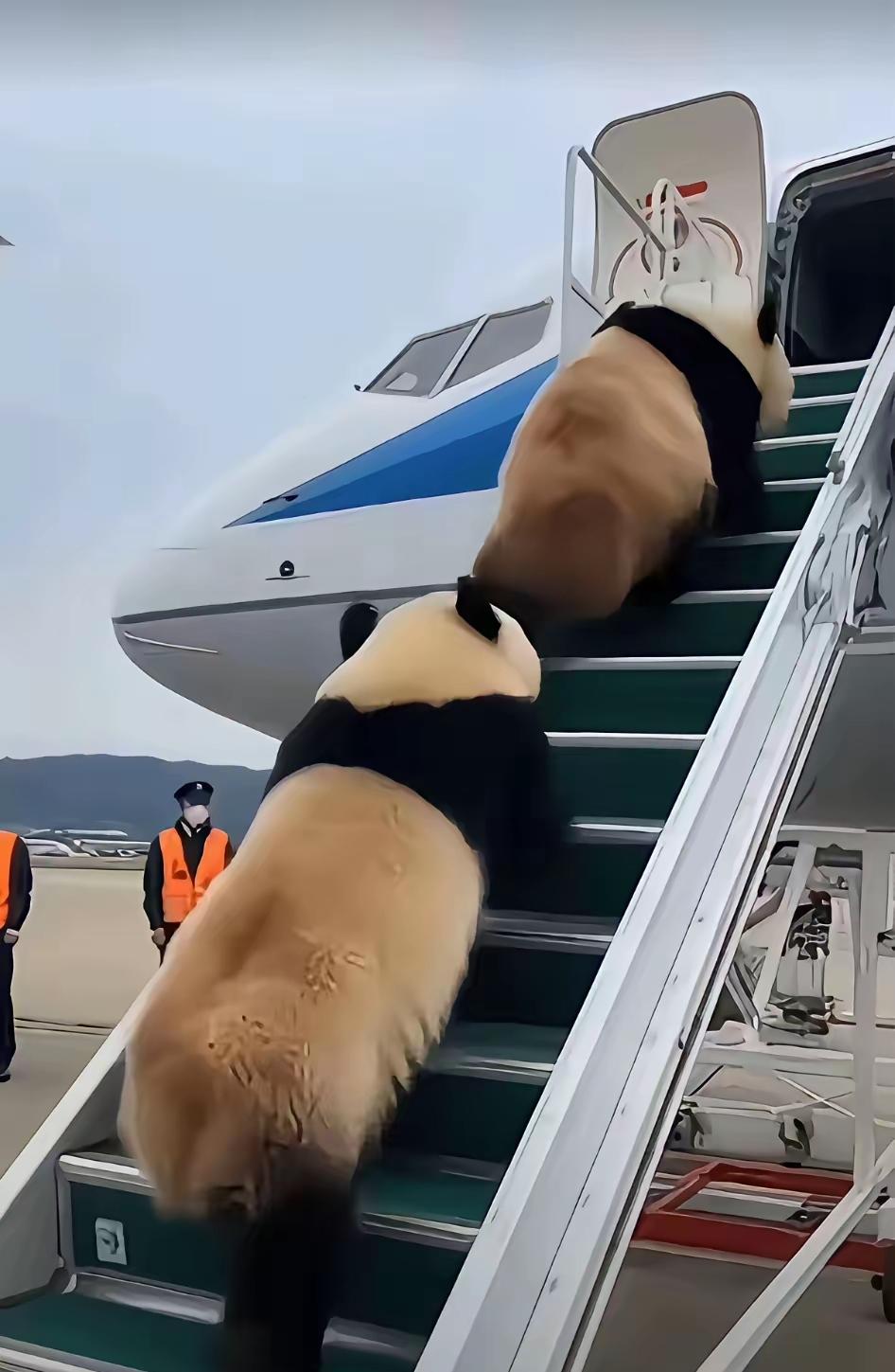 两只大熊猫打工生涯终于结束，登机回国！晓晓和蕾蕾扒着特制栖架，圆脑袋好奇地贴着