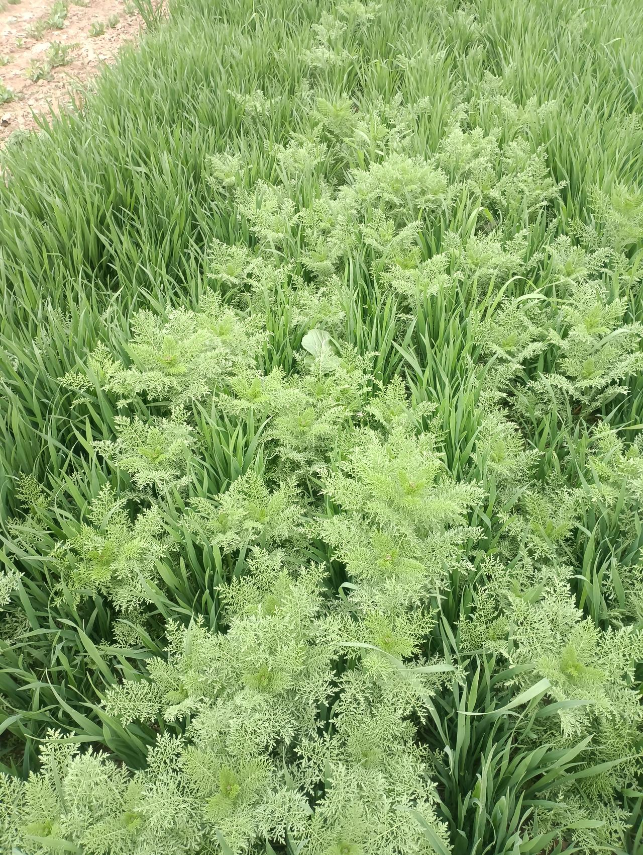 想吃安全面粉，还得亲自下手。家里的自留地有半亩左右，我种上的小麦，等收割了