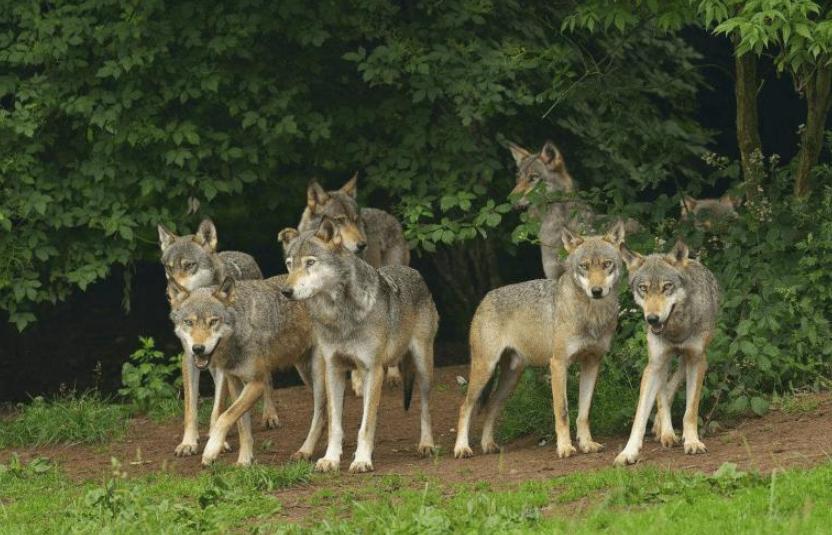 狼群里，公狼交配权只有一个。不是狼王。一头公狼，为了能睡上母狼，要付出什么代价？