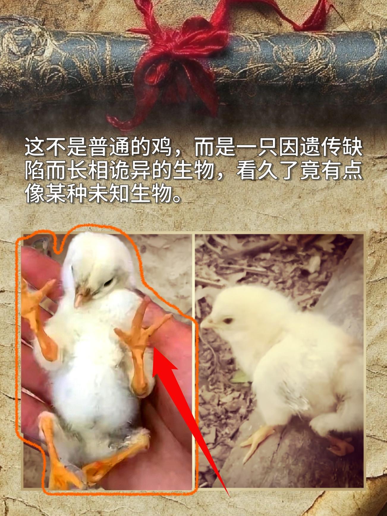 这不是普通的鸡，而是一只因遗传缺陷而长相诡异的生物，看久了竟有点像某种未知生物。