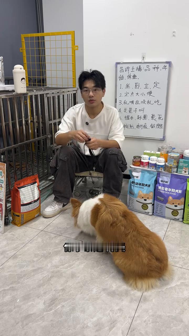 狗狗钻腿训练技巧。再来讲一讲动作类的，就是钻腿。钻腿这个动作一般是小狗，像小泰