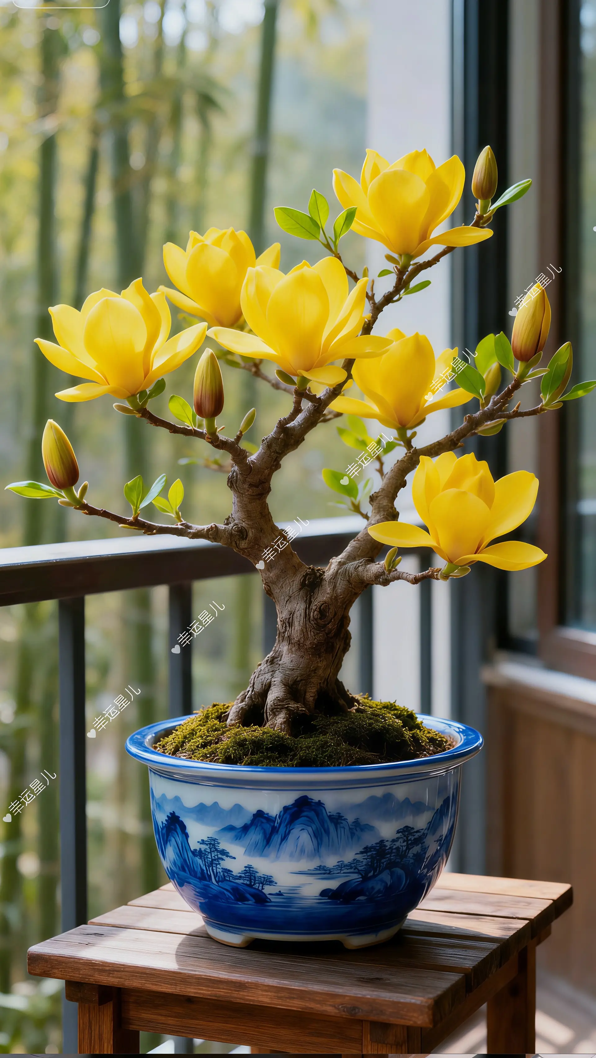 紫玉兰花苗 一花一草一世界 花卉绿植