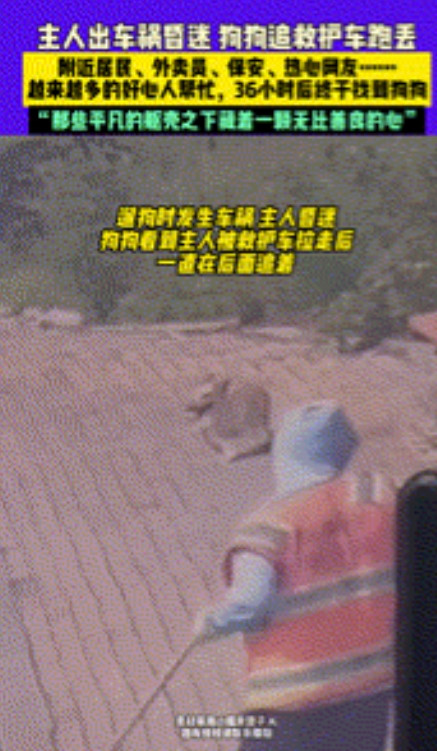 太感人了！山东一位主人发生车祸昏迷，忠诚的狗狗紧跟救护车狂奔追赶，却因为车速太快