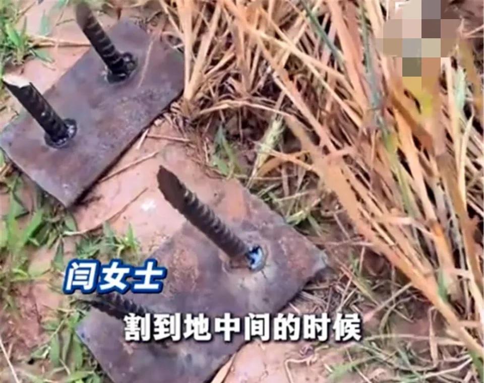 每到麦子成熟的时候，地里总能“长”出些奇怪的东西，钢筋，木棍，石头等等。近日，