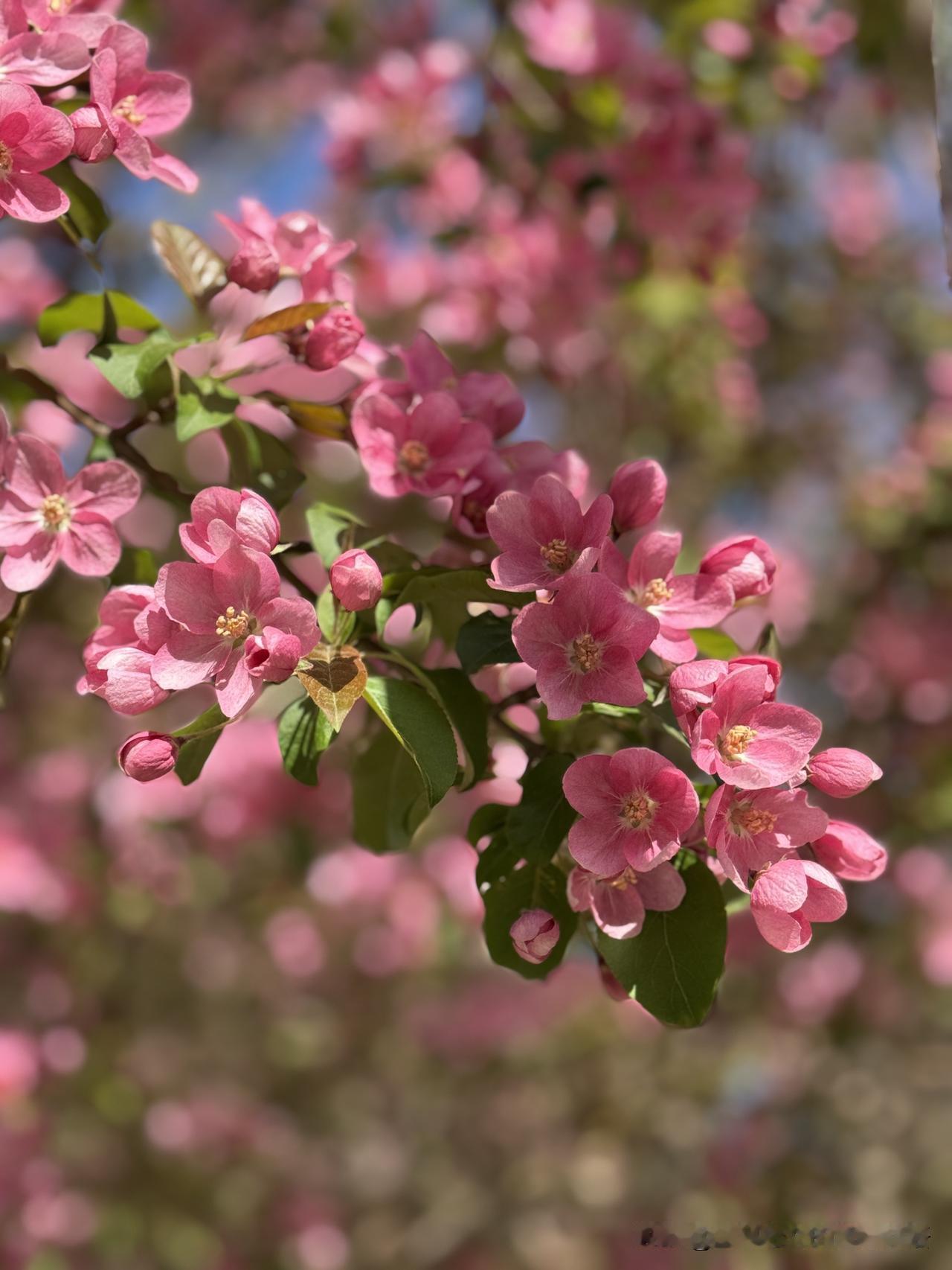 最喜海棠胭脂色！沈阳的北美海棠花进入省假期！