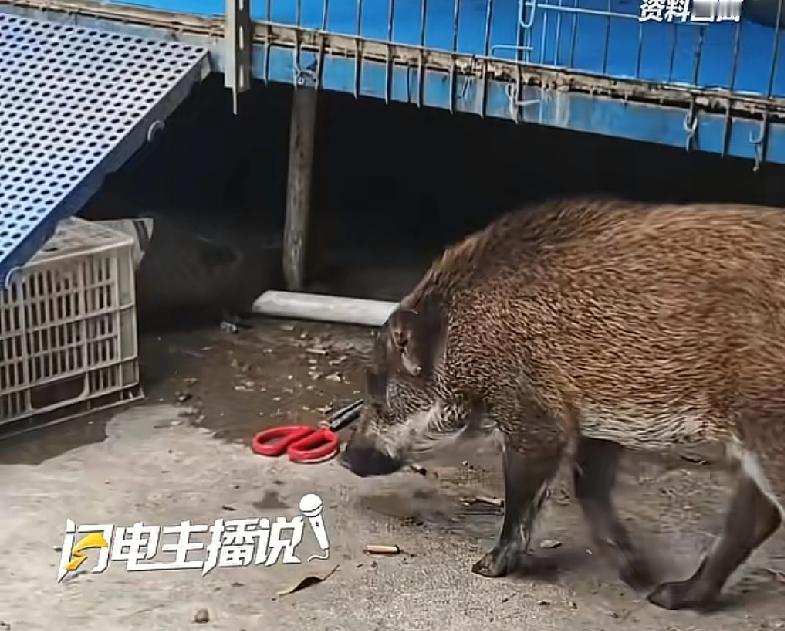 谁能想到，随便捡了一只小野猪，竟然有人开出五位数的价钱广东一男子家中无意进来一