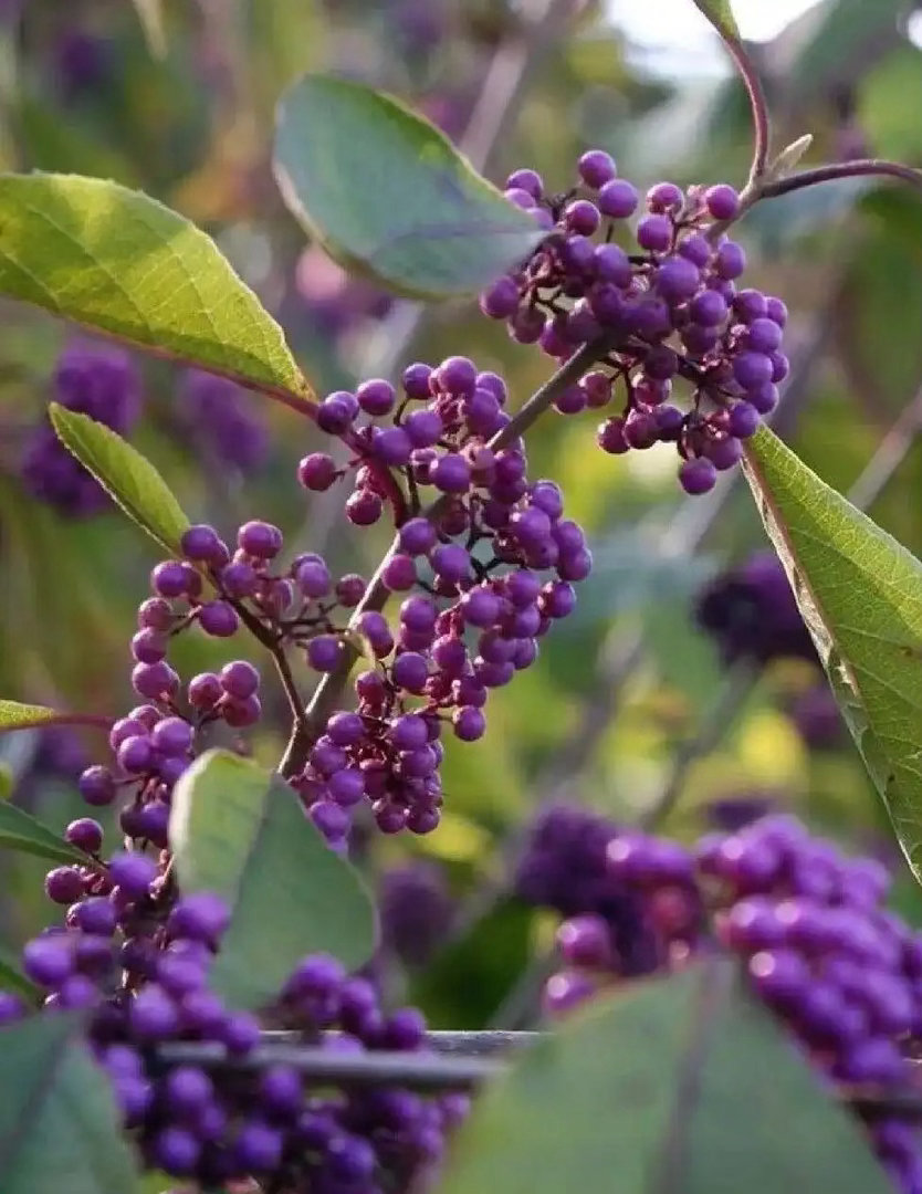 种植紫珠草（也就是紫珠）的种植主要分播种、扦插和分株三种方式，其中扦插成活率高