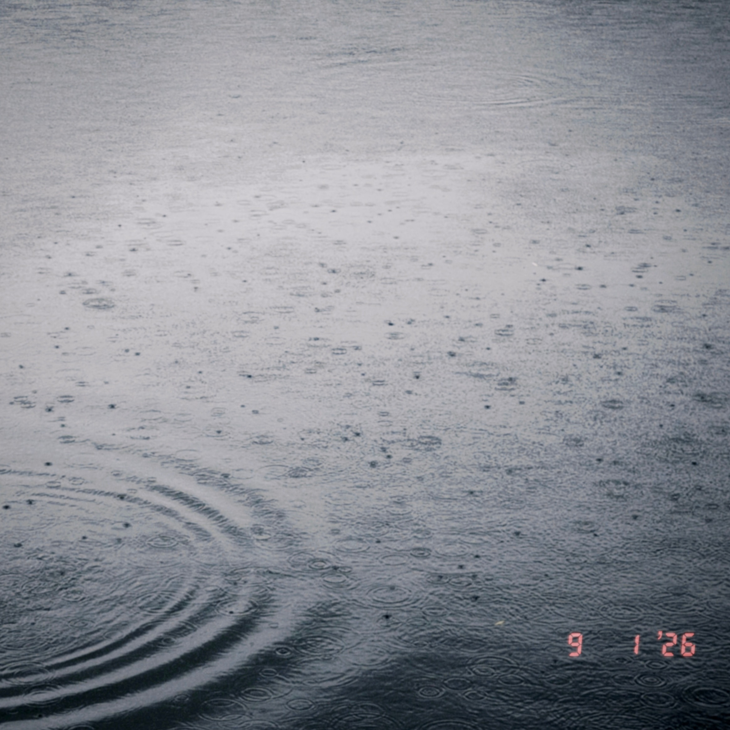 南方烟雨，秀淡幽艳。​​​