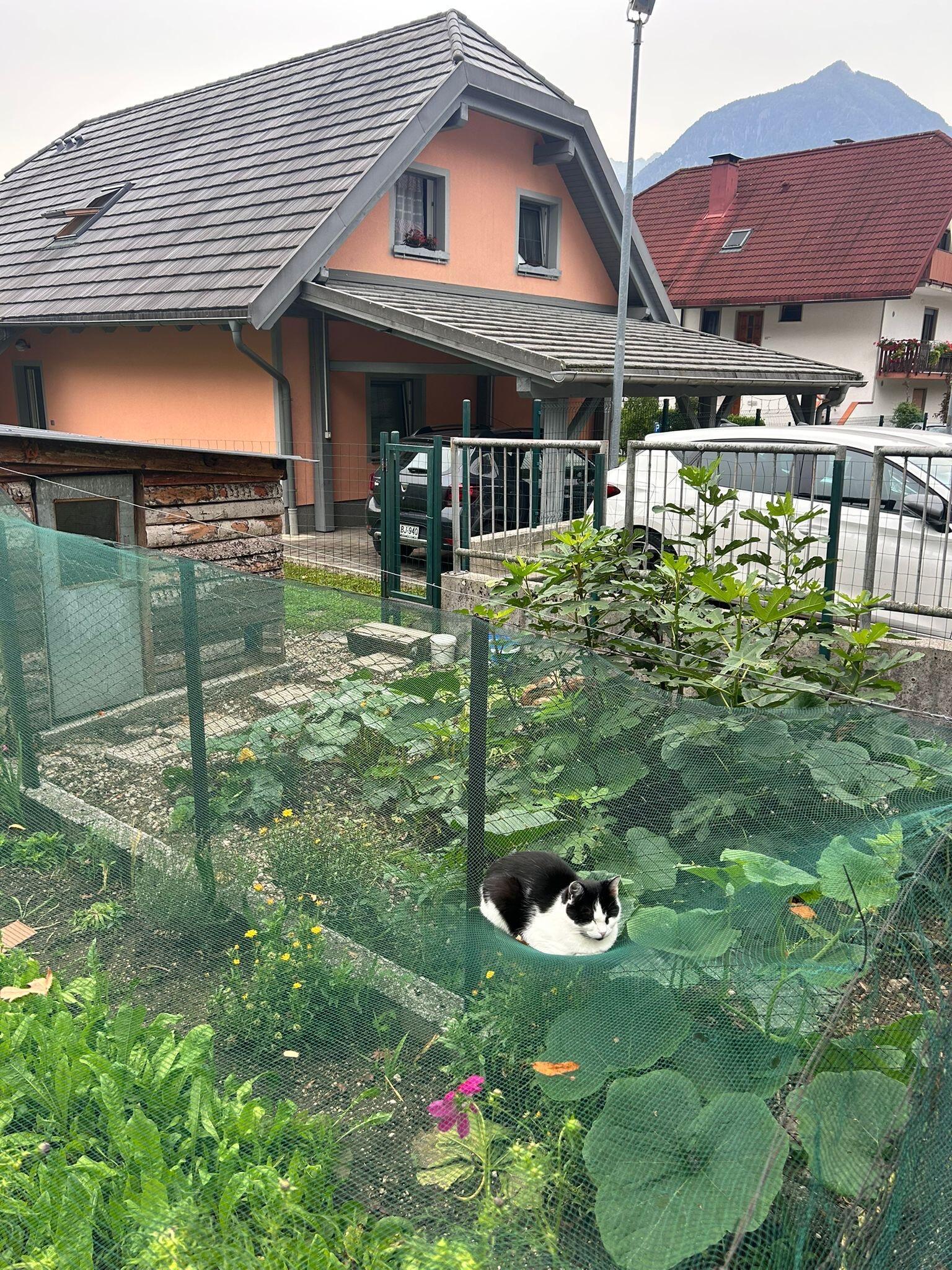 小猫总能找到最舒服的地方​​​