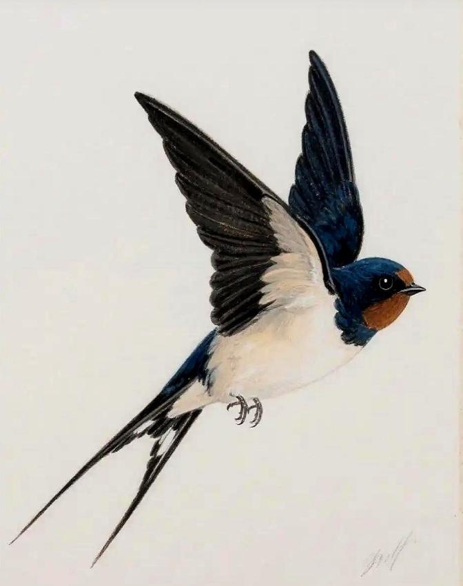 给燕子装上追踪器后，我们几代人的常识，塌了从小到大，几乎所有人都听过同一句话