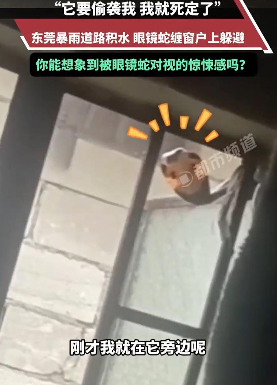 “太吓人了！”广东东莞，外面下暴雨，男子站在窗边望风，偶然用余光扫到窗户上面好像