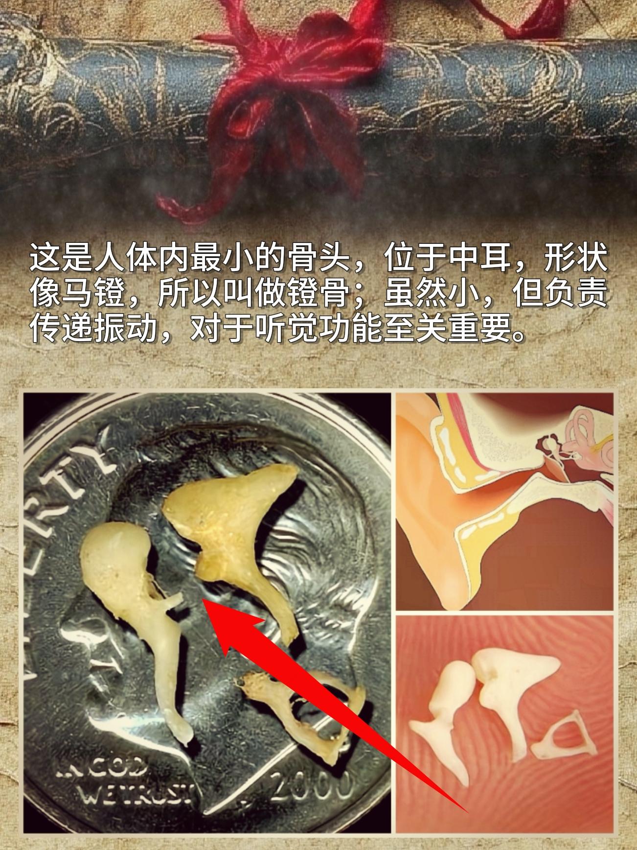 这是人体内最小的骨头，位于中耳，形状像马镫，所以叫做镫骨；虽然小，但负...